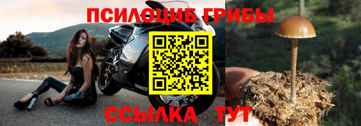 Россошь  Галлюциногенные грибы Psilocybe  Вход с VPN 
